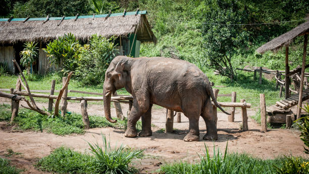 istock Beautiful elephant walking in natural reserve 1053738784