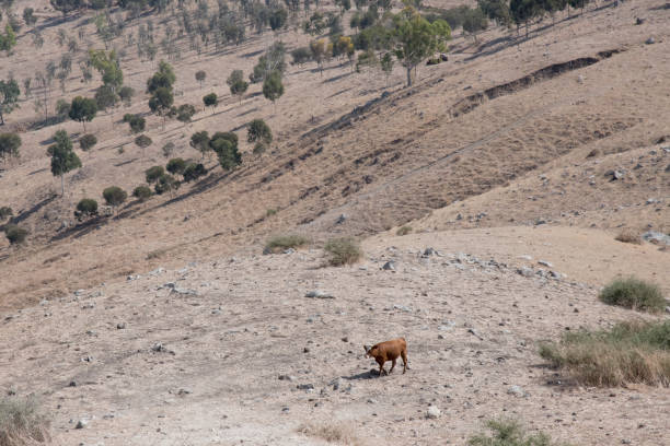 istock Cows on a barren hillside in Tiberius Israel 1053740898