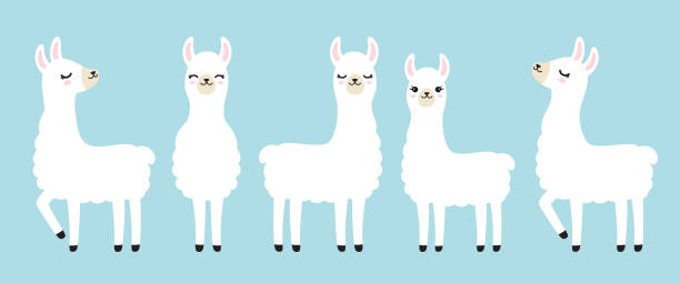 Cute White Llama Vector Illustration Vector illustration set of cute white llama in different postures. lama stock illustrations