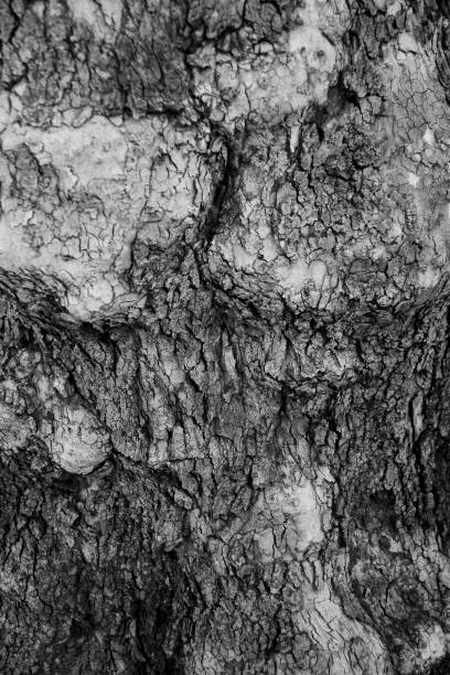 istock Old, Tree, Trunk, Sydney, Close-up, Black and White 1053746506