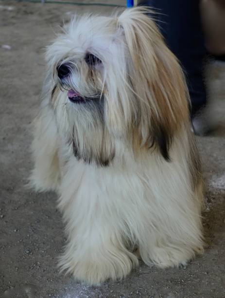Long Haired Dog Of Tibet Stock Photo - Download Image Now - Animal Groomer,  Animal Hair, Animal Welfare - iStock
