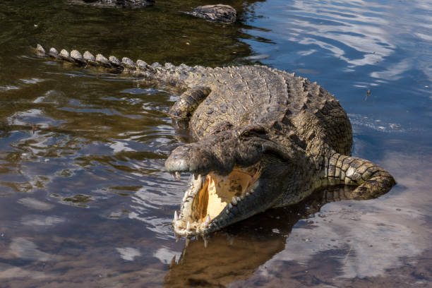 istock High Angle View Of Crocodile In River 1053750150