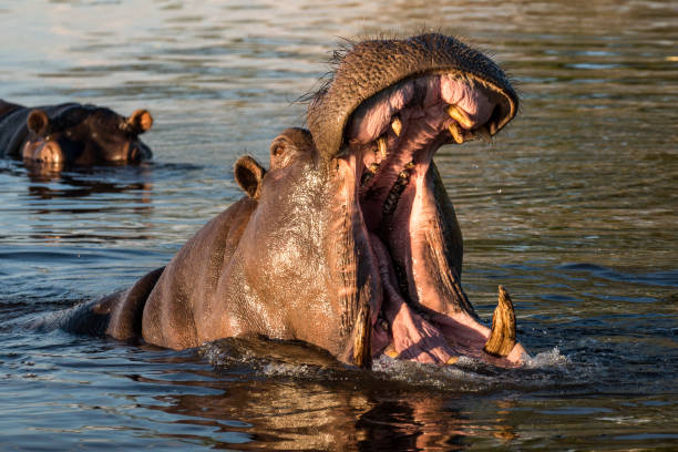 istock Hippopotamus With Open Mouth In Chobe River 1053751254