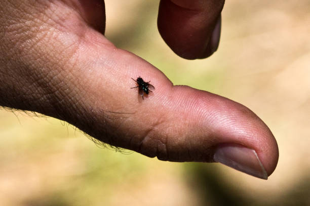 istock little fly on the finger of a hand 1053753932