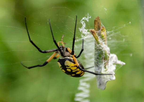 istock A large yellow and black garden spider traps a grasshopper in it's web. 1053754074