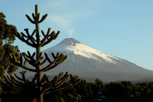 Volcano and monkey puzzle tree in Pucón Chile