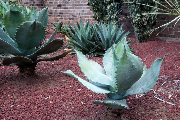 istock Agave plants with thorny edges in a succulent garden 1053755548