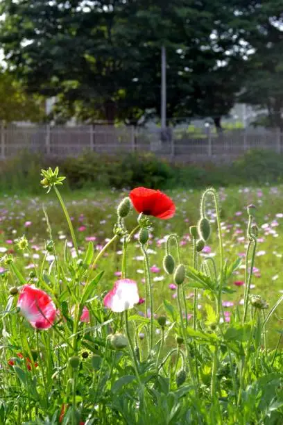 Finn Papy Flower with Cosmos