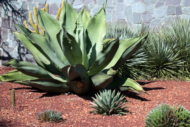 istock Large succulent agave in cactus garden on a sunny day 1053758232