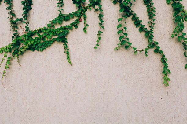 istock Green ivy grows vertically on the wall. The long branches extend in different directions. 1053758286