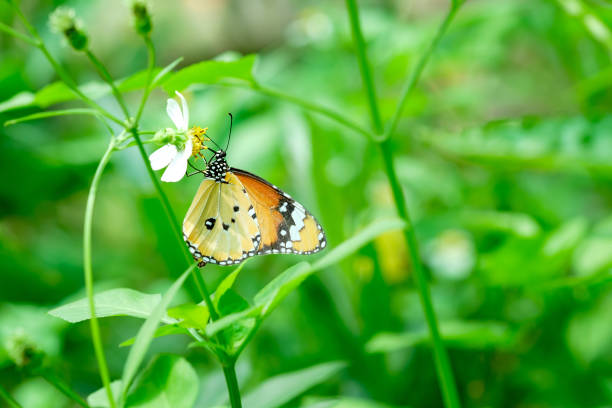 istock Beautiful butterfly with flower 1053759336