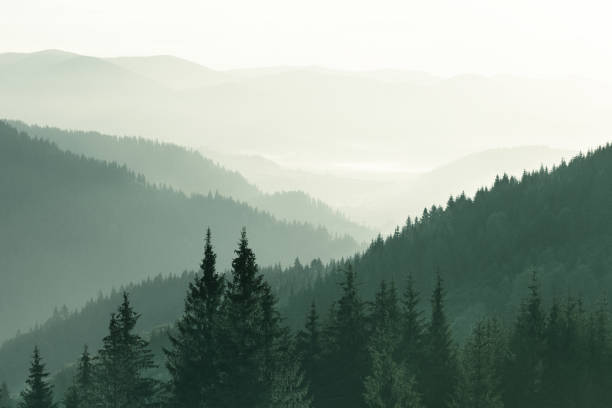 istock Mountains covered with woods in the early morning mist 1053766540