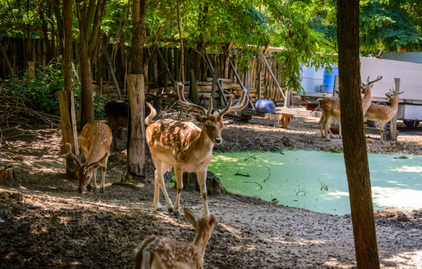 istock little deer near a water spot in a zoo. 1053766742