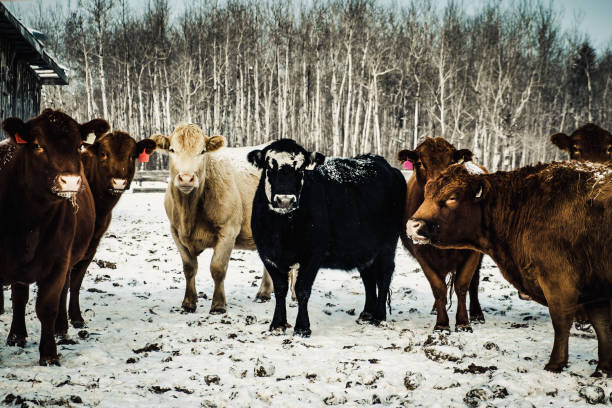 istock Cow, Meadow lake, Saskachuwan, Canada 1053766752