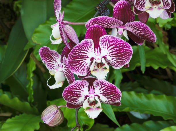 Orchid. Purple Phalaenopsis Orchid blooming in the garden. nub stock pictures, royalty-free photos & images