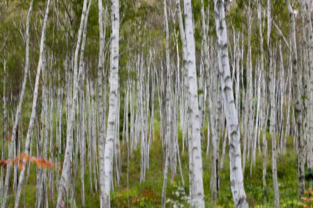 It is still a birch forest with greenery.