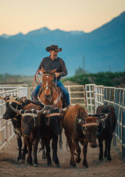 istock Cowboy pushing cattle to the roping box 1053772440