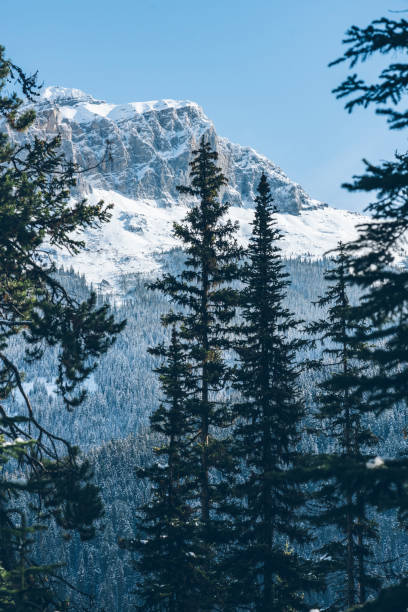 istock Mount Burgess with pine trees in the foreground 1053779230