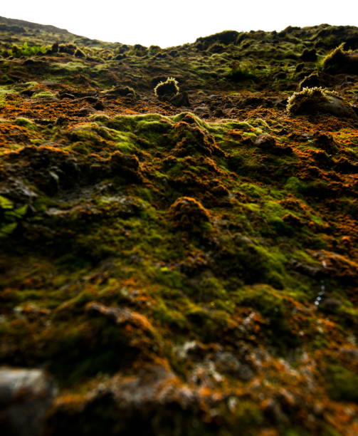 Moss Wall stock photo