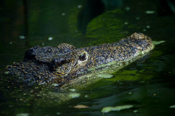 istock Close-Up Of Crocodile In Lake 1053779418