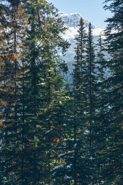 Snow-covered Mt Burgess with pine trees in the foreground.Mount Burgess is a mountain in Yoho National Park and is part of the Canadian Rockies.