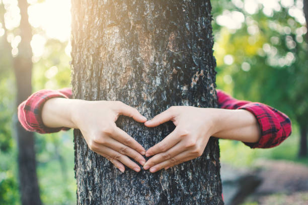 istock Cropped Image Of Hands Making Heart Shape On Tree Trunk 1053779836
