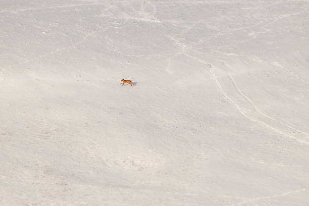 istock A dog running over a mountain field covered by snow 1053782042