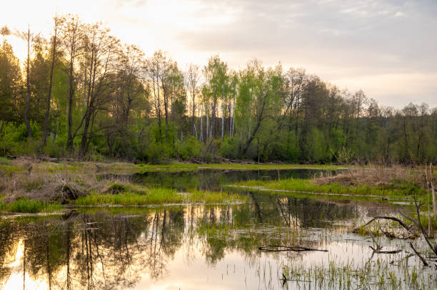 istock Spring catering. A beautiful spring landscape with a swamp, Sunrise. Green forest and cloudy sky with clouds. Natural environmental concept in the open air. 1053791672