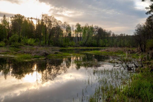 istock Spring catering. A beautiful spring landscape with a swamp, Sunrise. Green forest and cloudy sky with clouds. Natural environmental concept in the open air. 1053791678