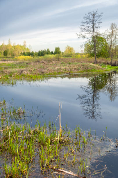 istock Spring landscape. A beautiful spring landscape with a swamp, Sunrise. Green forest and cloudy sky with clouds. Natural environmental concept in the open air. 1053791700