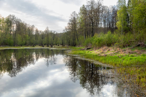 istock Spring landscape. A beautiful spring landscape with a swamp, Sunrise. Green forest and cloudy sky with clouds. Natural environmental concept in the open air. 1053791716