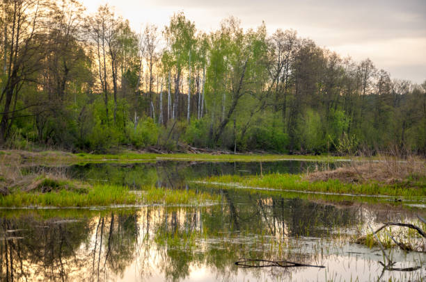 istock Spring catering. A beautiful spring landscape with a swamp, Sunrise. Green forest and cloudy sky with clouds. Natural environmental concept in the open air. 1053791718