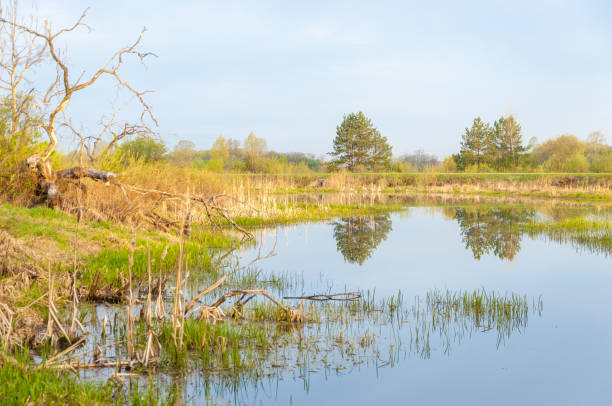 istock Spring landscape. A beautiful spring landscape with a swamp, Sunrise. Green forest and cloudy sky with clouds. Natural environmental concept in the open air. 1053791734