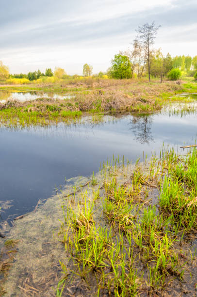 istock Spring landscape. A beautiful spring landscape with a swamp, Sunrise. Green forest and cloudy sky with clouds. Natural environmental concept in the open air. 1053791748