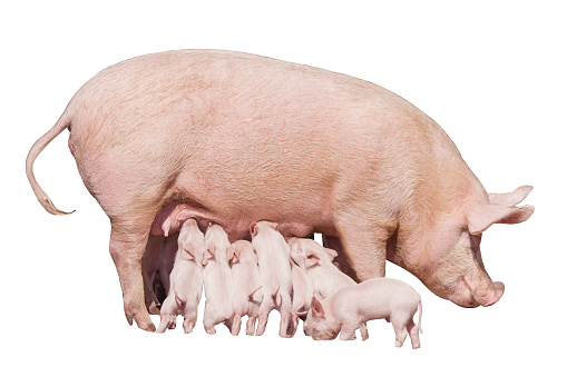 Happy yellow earth pig isolated on white background. Sow and piglets. Symbol of the Chinese New Year. Little piglets eat milk from mom. Mother pig feed children. Cute animals.