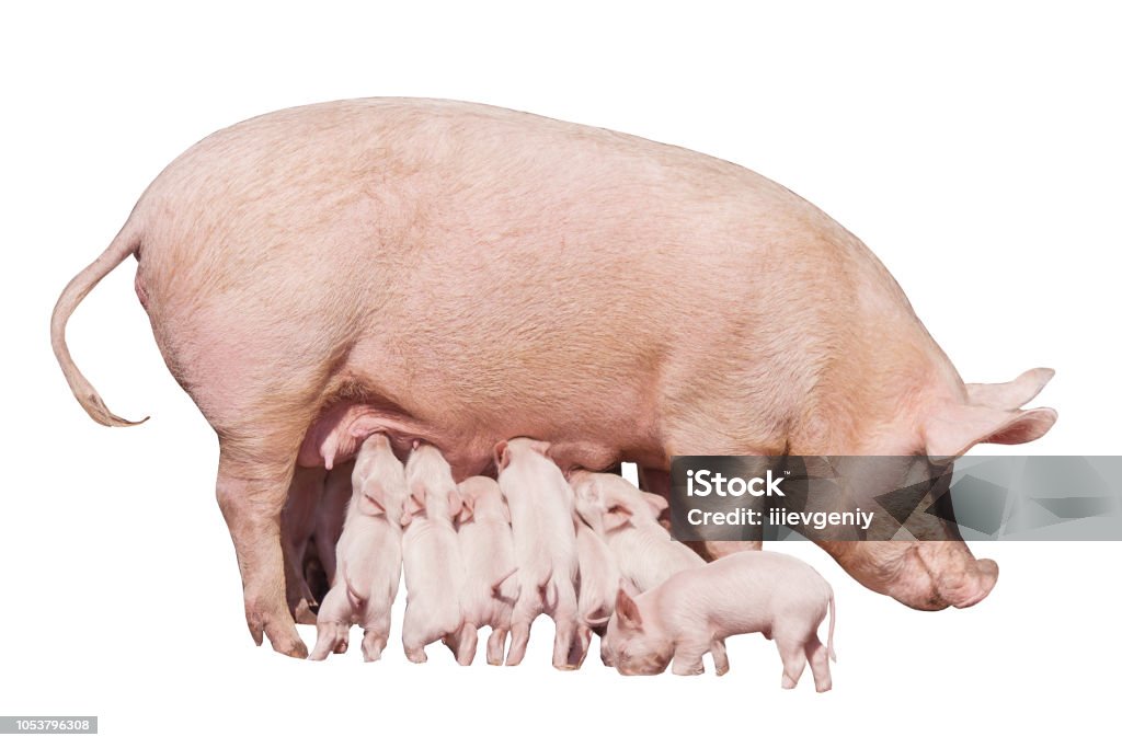 Happy Yellow Earth Pig Isolated On White Background Sow And Piglets Symbol  Of The Chinese New Year Little Piglets Eat Milk From Mom Mother Pig Feed  Children Cute Animals Stock Photo -