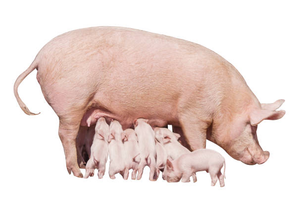 Happy yellow earth pig isolated on white background. Sow and piglets. Symbol of the Chinese New Year. Little piglets eat milk from mom. Mother pig feed children. Cute animals. stock photo