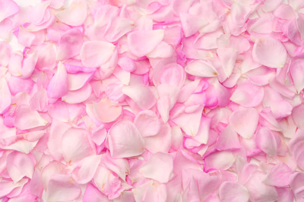 istock Pink rose flowers isolated on white background. top view 1053796322