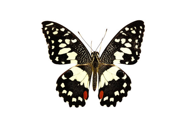 istock Beautiful butterfly isolated on white background. Variation on different positions of the beautiful butterfly. 1053800500