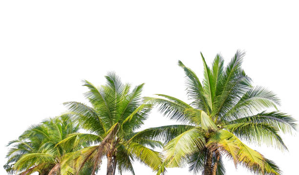 istock Coconut palm trees against isolate on white background,Coconut 1053800990