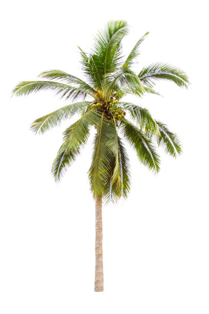 istock Isolated coconut tree on white background Low-cost coconut trees are the economic crops of Thailand, which the Thai people call coconut perfume. 1053801044