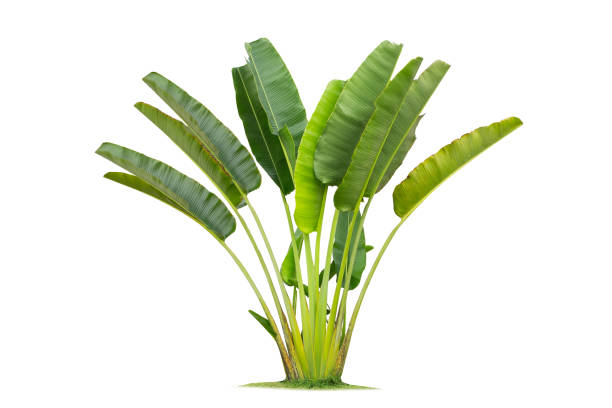 istock traveller's palm tree isolated on White Background,Banana tree planted into ornamental trees in the garden. 1053801182
