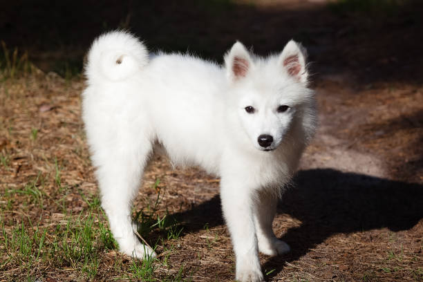 weißen japanischen spitz welpe ist fuß in den wald - spitz stock-fotos und bilder