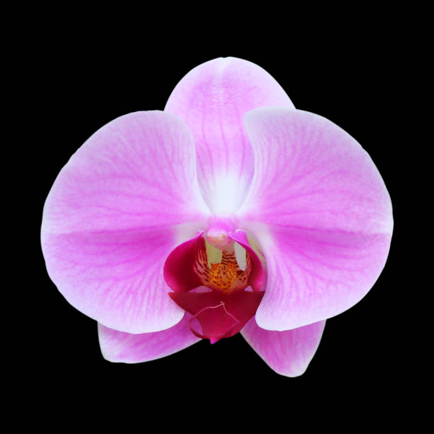 istock orchid flower isolated on black background 1053805956