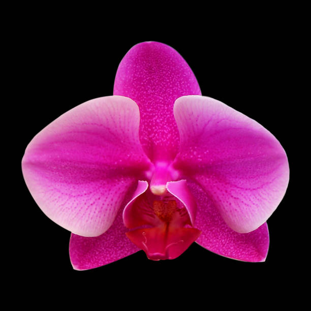 istock orchid flower isolated on black background 1053808948
