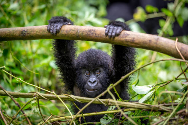 un bebé gorila en el parque nacional de virunga - gorila fotografías e imágenes de stock