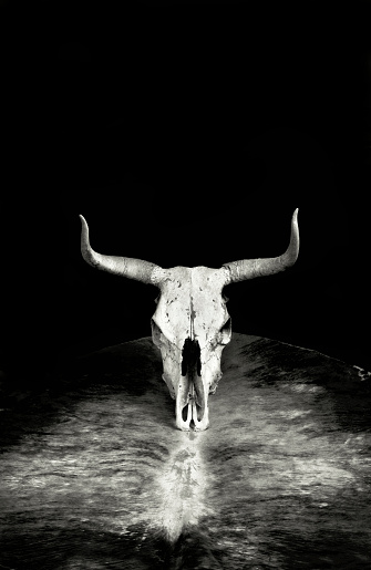 Western cow skull on leather hide with room for your type in black and white.