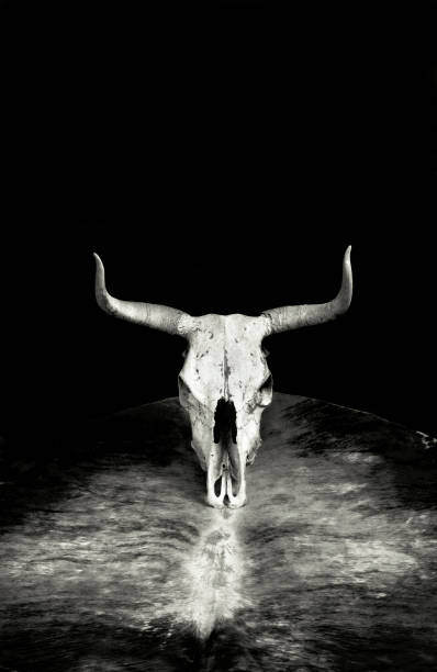 череп коровы в черно-белом цвете. - bull texas longhorn cattle horned white стоковые фото и изображения