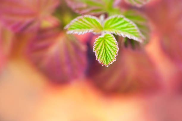 Red and green raspberry leaves in autumn. Macro image, shallow depth of field