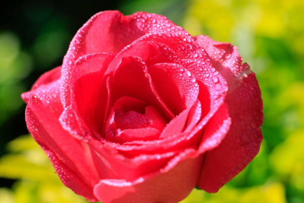 Multi pink rose blooming in a bunch